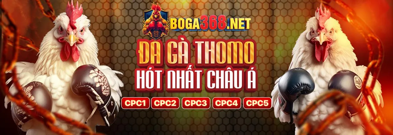 Đấu trường đá gà Thomo lịch sử